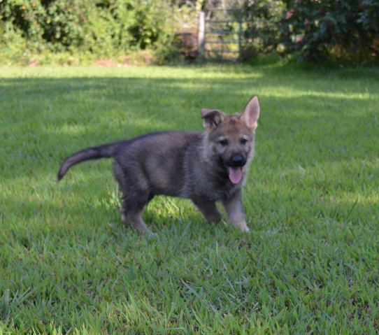 Photo Gallery – Honey Creek Shepherds