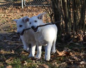 Tor  and Gunnar having fun